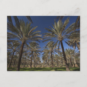 Tunesien, Wüste Sahara, Douz, Zone Touristique, 2 Postkarte