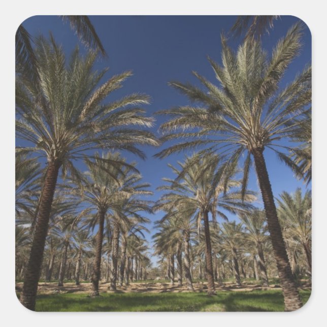 Tunesien, Wüste Sahara, Douz, Zone Touristique, 2 Quadratischer Aufkleber (Vorderseite)