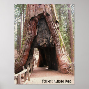 Tunnel-Baum Yosemite Poster