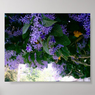Tunnel Wisteria in Panama Poster