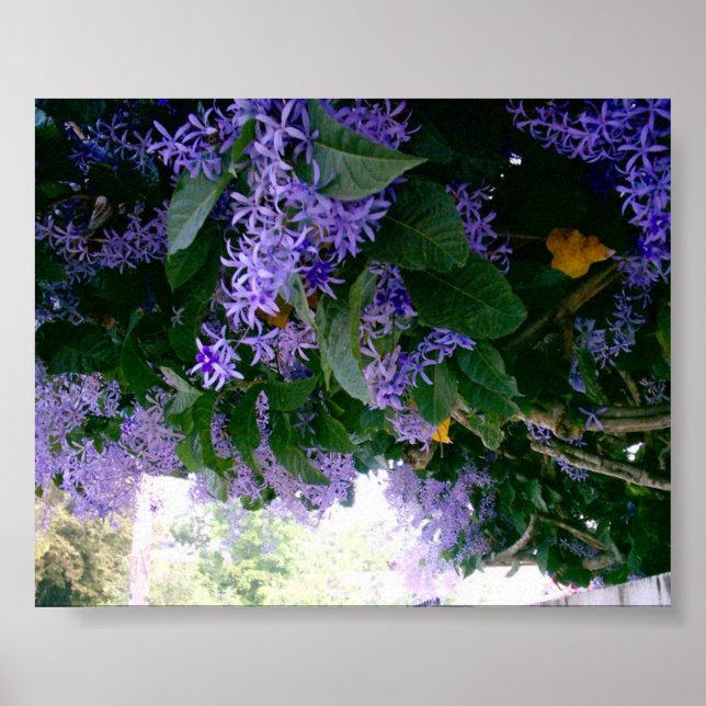 Tunnel Wisteria in Panama Poster (Vorne)