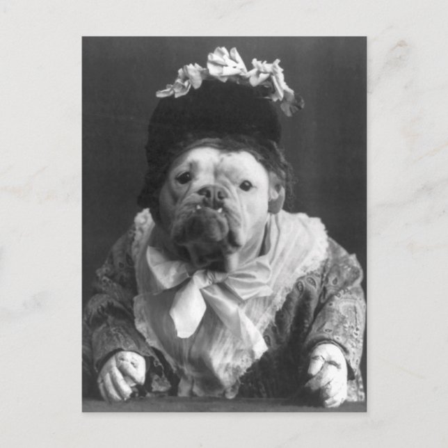 Tunt Maude Dog Postkarte (Vorderseite)