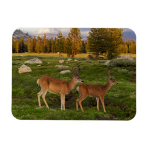 Tuolumne Meadow, Yosemite Magnet