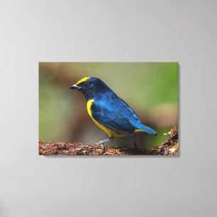 Tüpfelkopf-Euphonia in Costa Rica Leinwanddruck