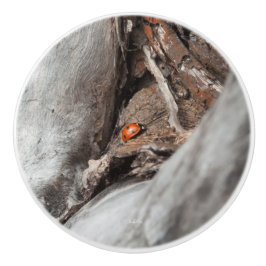 Türgriff, Foto eines Käfers Keramikknauf