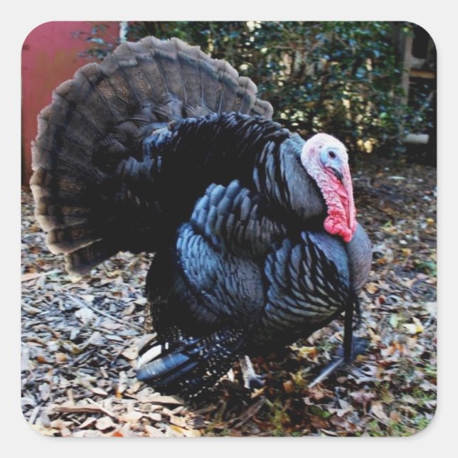 Türkei-Aufkleber Quadratischer Aufkleber (Vorderseite)