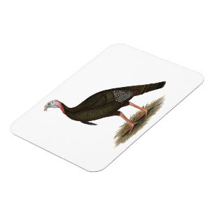 Türkei:  Eastern Wild Tom Magnet