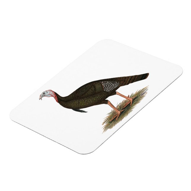 Türkei:  Eastern Wild Tom Magnet (Linke Seite)