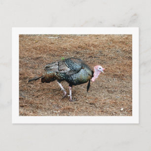 Türkei Foto Postkarte