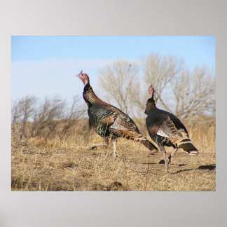 Türkei Horizon Poster