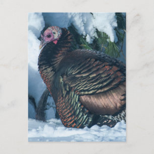 Türkei im Winter Postkarte