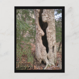 Türkei Lauf Staat Park, Hallow Tree Postkarte