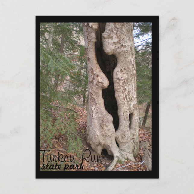 Türkei Lauf Staat Park, Hallow Tree Postkarte (Vorderseite)