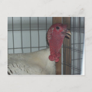 Türkei-Profil Postkarte
