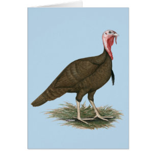 Türkei Schokolade Tom