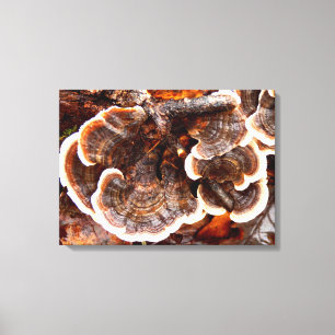 Türkei Schwanz Fungi Canvas Print Leinwanddruck