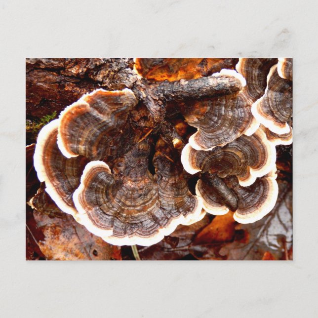 Türkei Schwanz Fungi Postcard Postkarte (Vorderseite)
