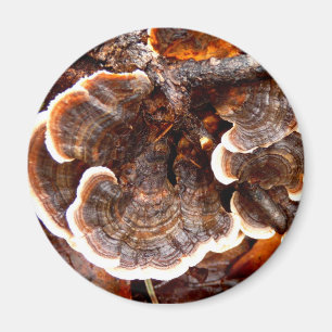 Türkei Schwanzes Mushroom Magnet
