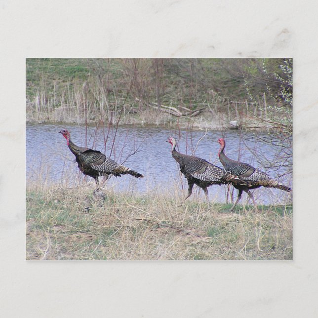 Türkei-Trio mit Wasser Postkarte (Vorderseite)