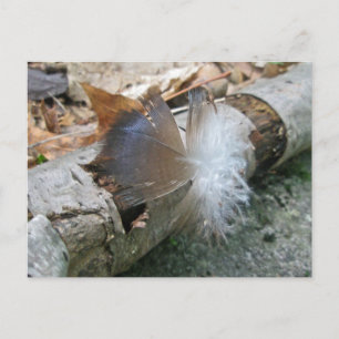 Türkei Vulture Feather Coordinated Items Postkarte