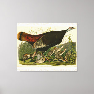 Türkei Wild Audubon Bird Painting Leinwanddruck