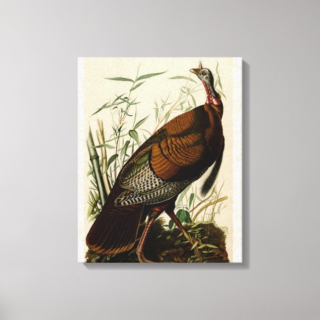 Türkei Wild Audubon Bird Painting Leinwanddruck (Vorderseite)