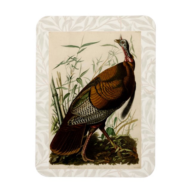 Türkei Wild Audubon Bird Painting Magnet (Vertikal)