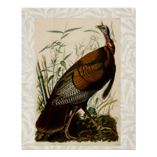 Türkei Wild Audubon Bird Painting Poster