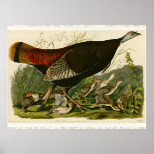 Türkei Wild Audubon Bird Painting Poster