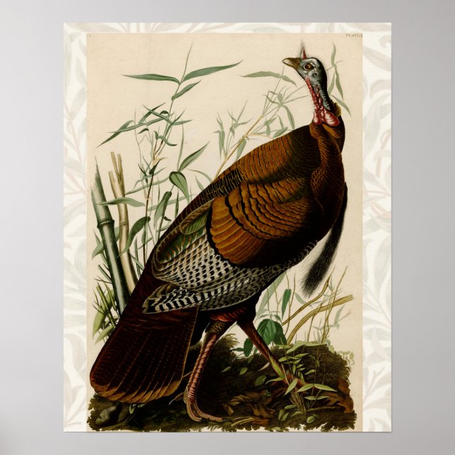 Türkei Wild Audubon Bird Painting Poster (Vorne)