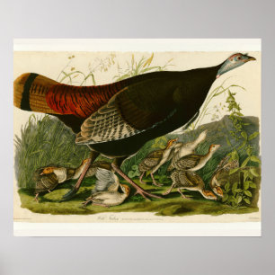 Türkei Wild Audubon Bird Painting Poster