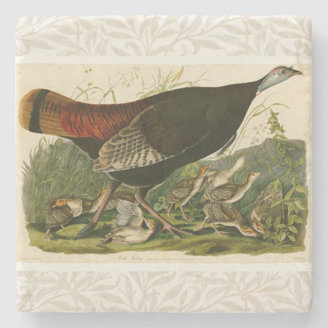 Türkei Wild Audubon Bird Painting Steinuntersetzer (Vorderseite)
