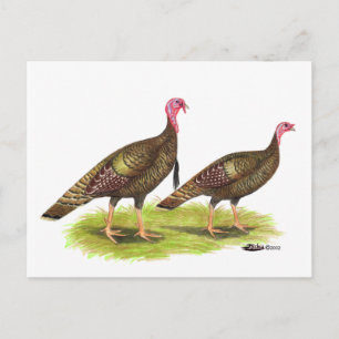 Türkei: Wilde Bronze Postkarte