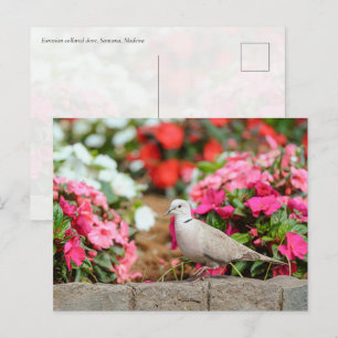 Türkentaube im Santana-Garten, Madeira  Postkarte