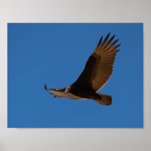 Turkey Buzzard in Flight Poster