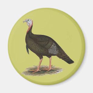 Turkey: Eastern Wild Tom Magnet