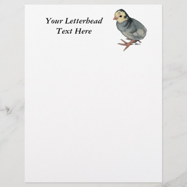 Turkey Poult Blue Slate (Vorderseite)