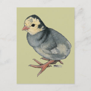 Turkey Poult Blue Slate Postkarte