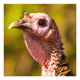 Turkey Up Nah Kodak Pro Foto Paper 24 x 24