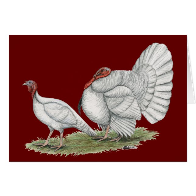 Turkeys White Holland (Vorderseite (Horizontal))