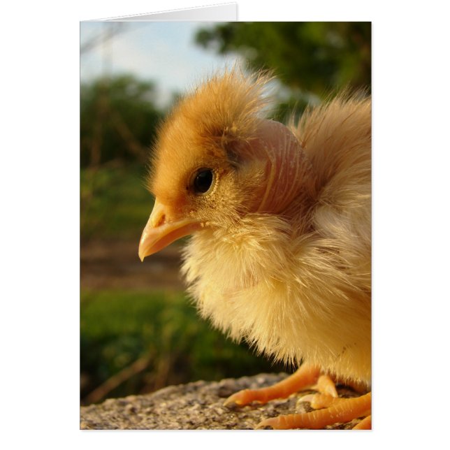 Turkin Chick (Vorne)