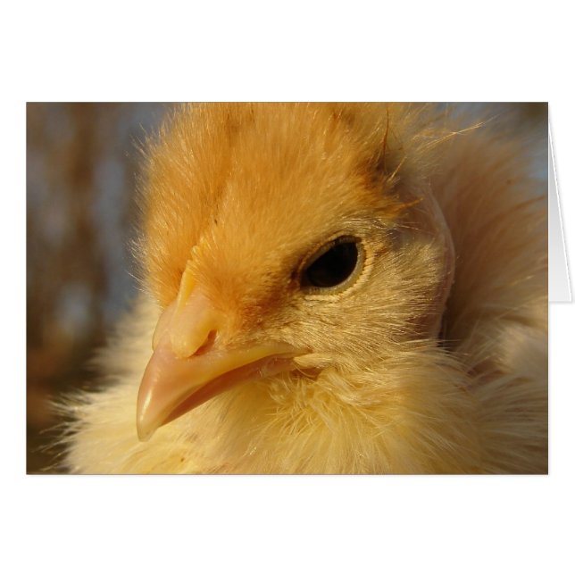Turkin Chick (Vorderseite (Horizontal))