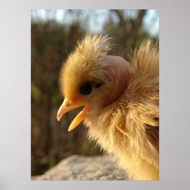 Turkin Chick Poster (Vorne)