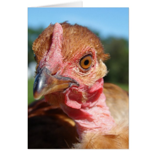 Turkin Pullet (Vorne)