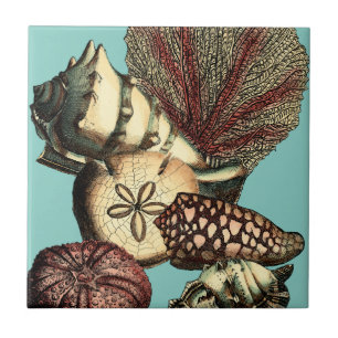 Türkis-Muschel und rote Korallen-Sammlung Fliese