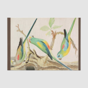 Türkis Parakeet Seidenpapier