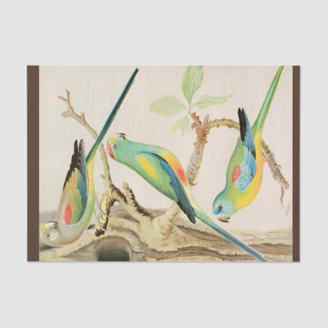 Türkis Parakeet Seidenpapier (Vorderseite)