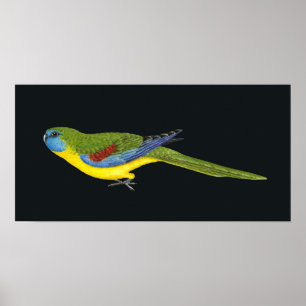 Türkis Parrot - Neophema pulchella Poster