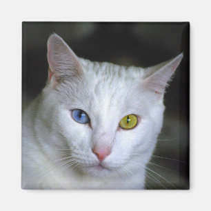 Türkisch Angora Cat Magnet
