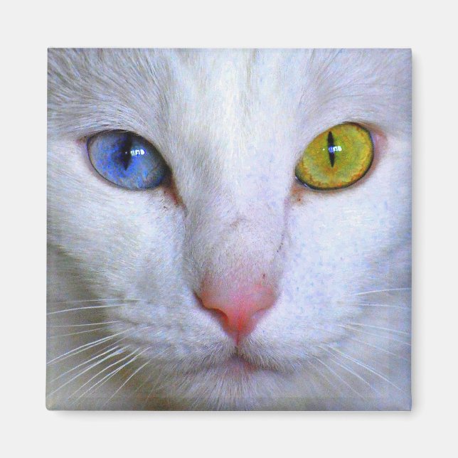 Türkisch Angora Cat Odd Eyes Magnet (Vorne)